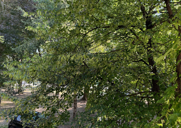 NA PREDAJ - 2 izbový  byt v Kolárove - REZERVOVANÉ !